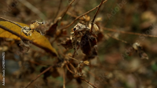 dead and dried wildflowers, photographed with selective focus, background blur and bokeh
