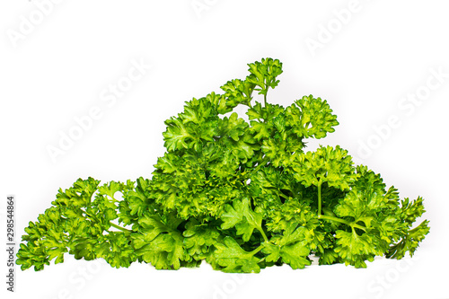 Fresh Parsely bunch isolated on white background, healthy garnish.