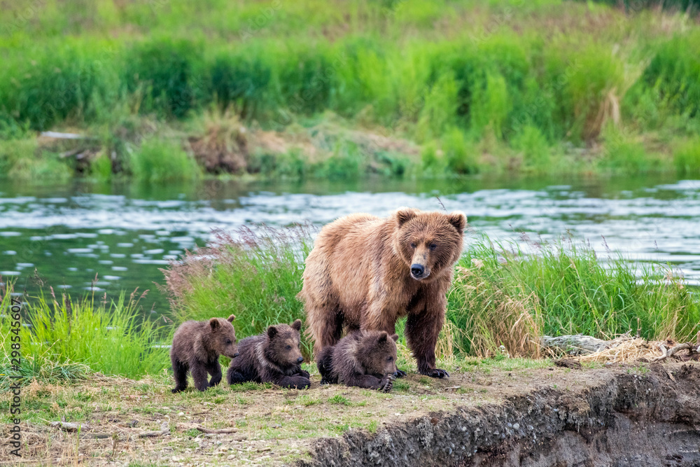 Wild brown bear family with mom and three resting young cubs.