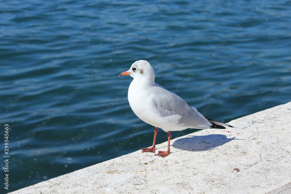 Möwe schaut auf das blaue Meer Möwe schaut auf das blaue Meer