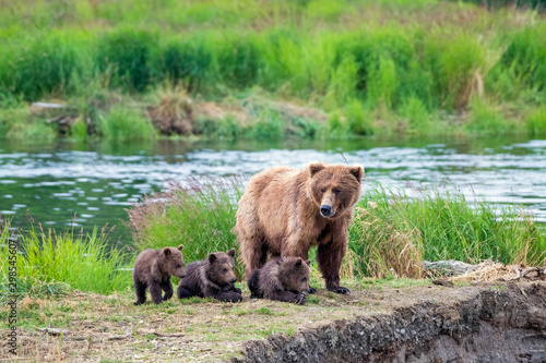 Wild brown bear family with mom and three resting young cubs.