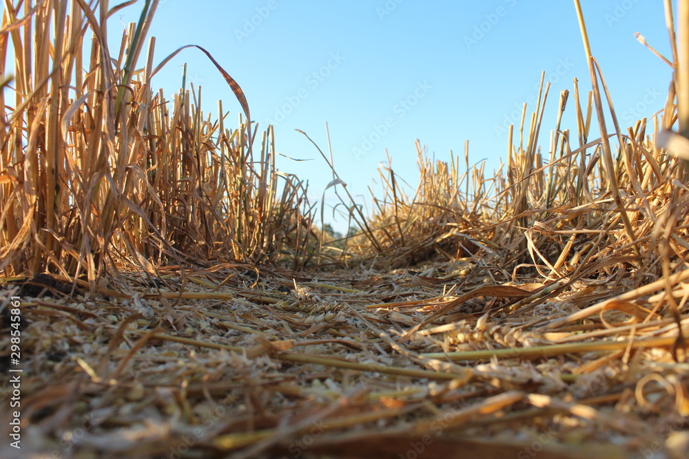 Fototapeta premium Ernte auf dem Feld - Gemähtes Getreide