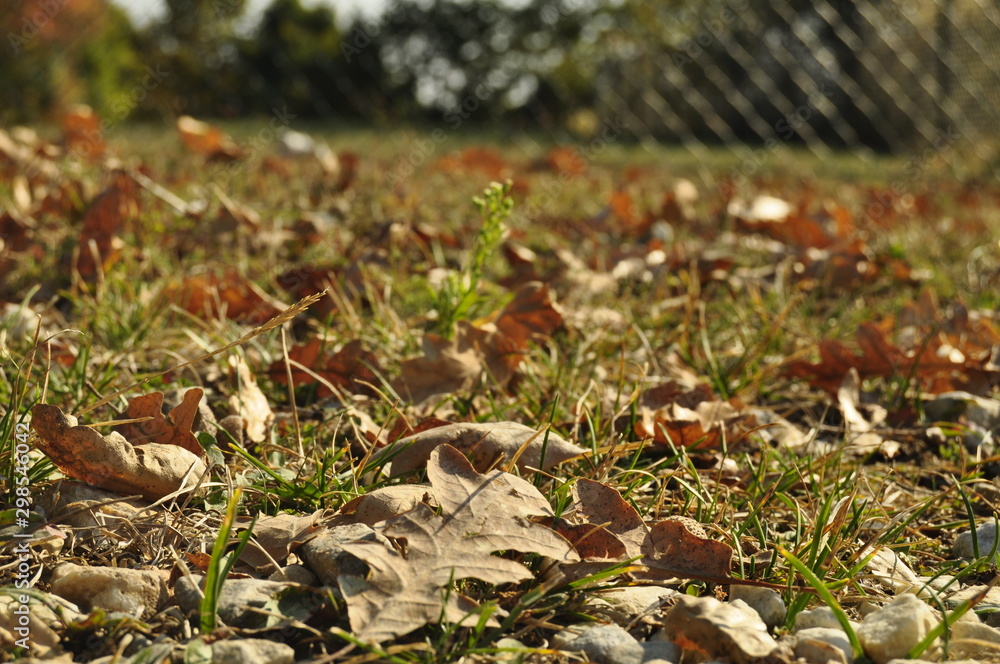 autumn leaves on the ground autumn leaves on the ground
