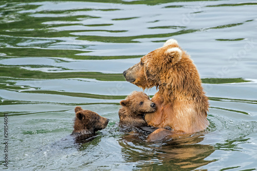 Wild brown bear mama in the water with two young cubs.