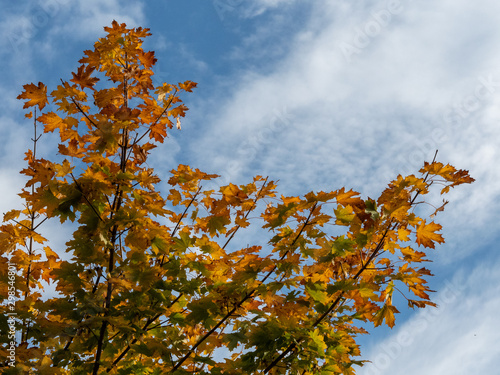 Autumn tree