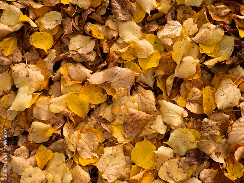 Autumn leaves