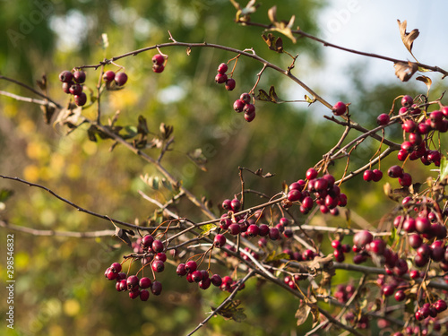 Hawthorn bush