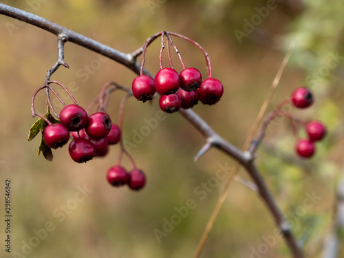 Hawthorn berries