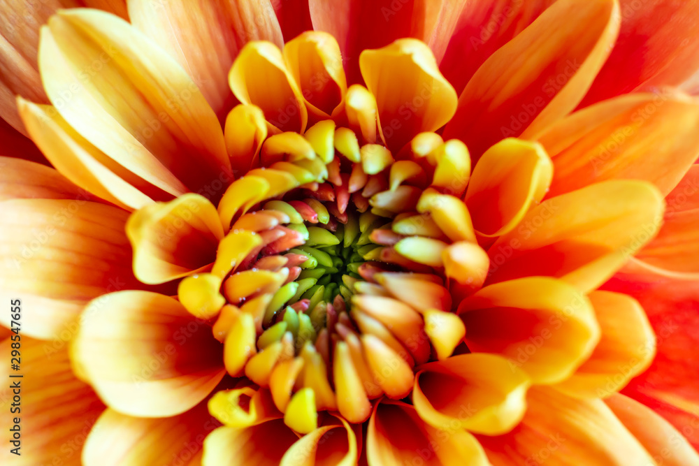 Close up with beautiful flowers. Close up with beautiful flowers.