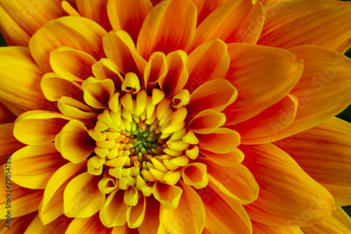 Close up with beautiful flowers.