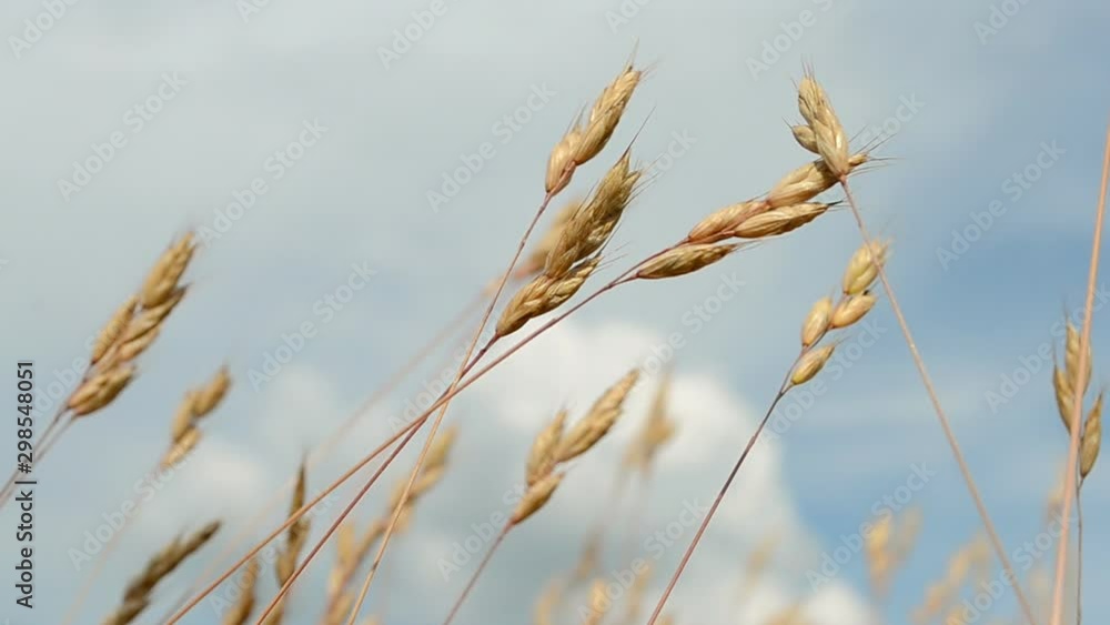 Grass against a blue sky with white clouds on the wind, environment diversity Grass against a blue sky with white clouds on the wind, environment diversity