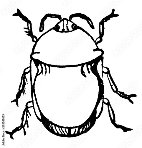 Black Bug, vintage illustration.