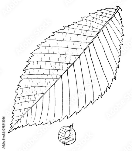Genus Ulmus, L. (Elm) vintage illustration.