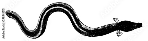 Sharp Nosed Eel, vintage illustration.