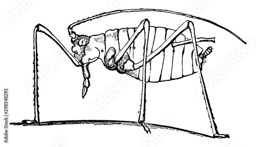 Geranium Plant Louse, vintage illustration.