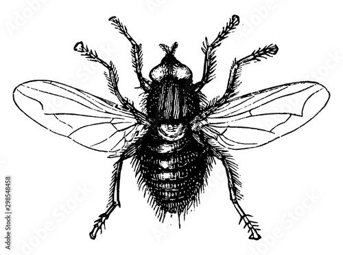 Fly, vintage illustration.
