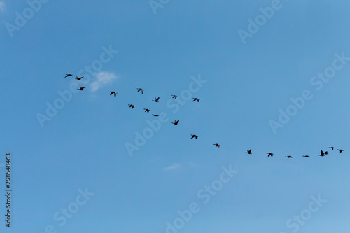 flying flock of geese in autumn
