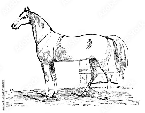 Gentleman Road Horse, vintage illustration.