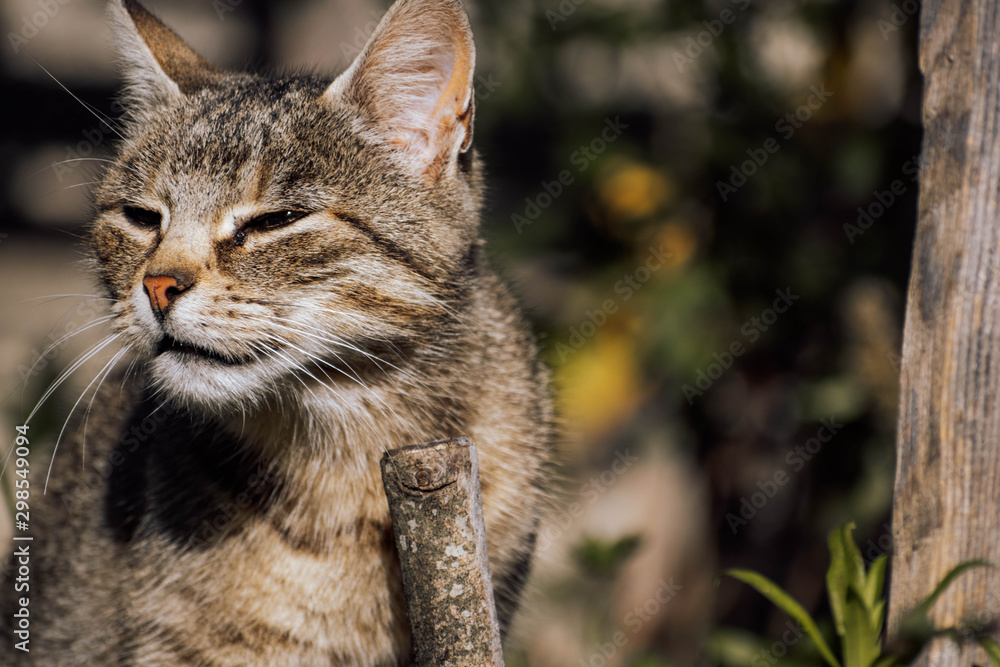Fototapeta premium cat in garden