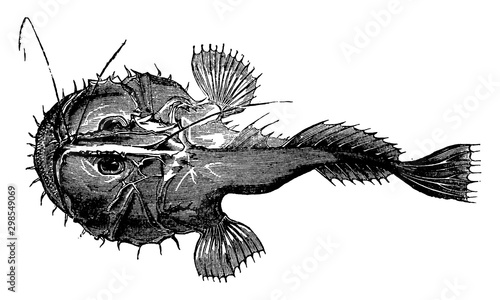 Angler, vintage illustration.