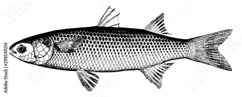 Bild auf Leinwand Mullet, vintage illustration.