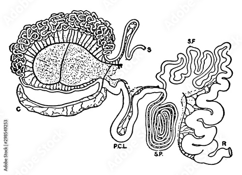 Intestinal Tract of Giraffe, vintage illustration.
