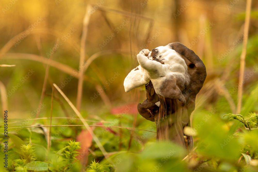 fungus on fungus or wild mushroom fungus on fungus or wild mushroom