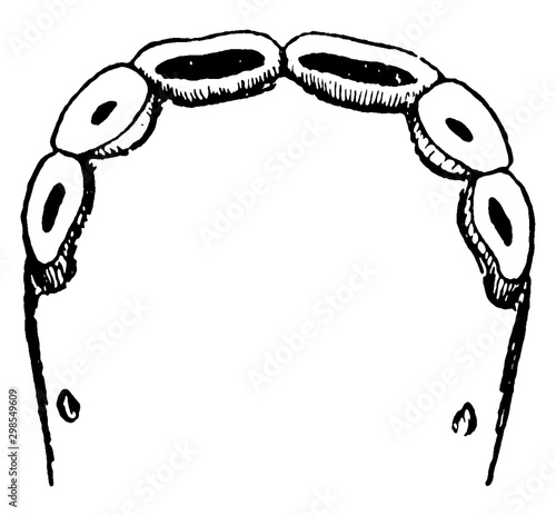 Lower nippers at three years, vintage illustration.