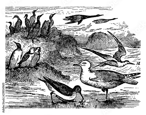 Types of Seashore Life, vintage illustration.