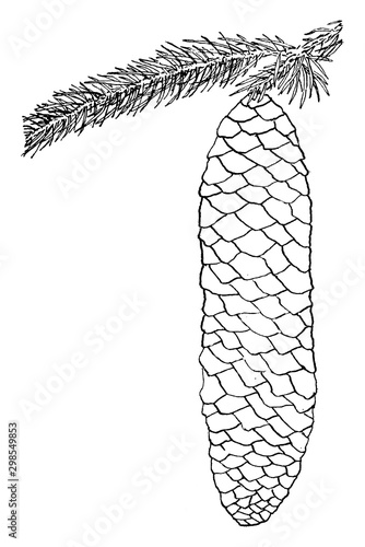 Genus Picea, Link. (Spruce) vintage illustration.