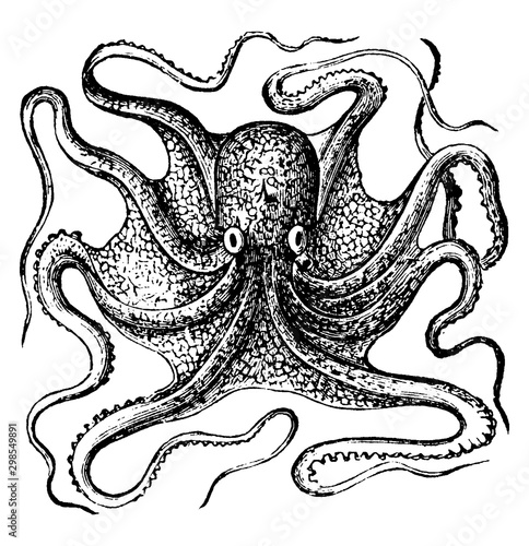 Octopus, vintage illustration.