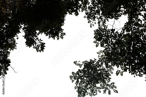 dark tone of big tree from forest isolated on white  