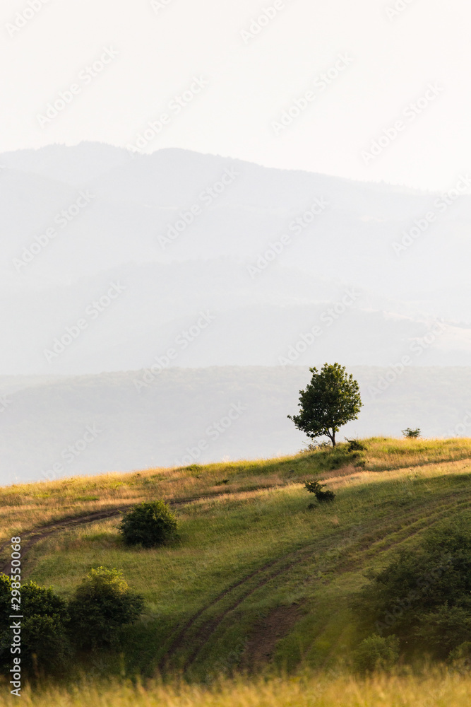 Fototapeta premium Isolated tree on a hill with mountains in background