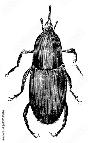 Weevil, vintage illustration.