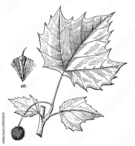 American Plane Tree vintage illustration.
