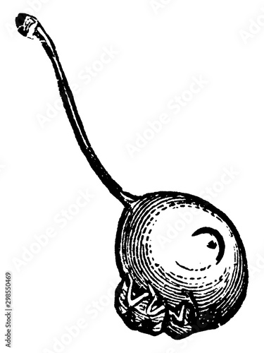 Plum Curculio, vintage illustration.