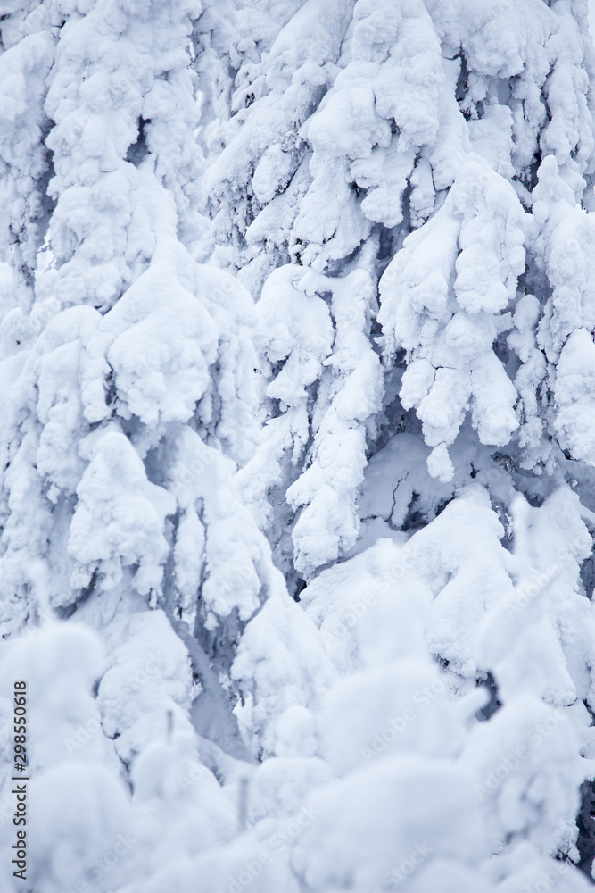 Winter with frozen trees and gorgeous minimalist or abstract shapes and patterns Winter with frozen trees and gorgeous minimalist or abstract shapes and patterns