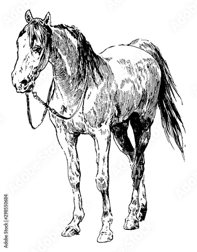 Horse, vintage illustration.