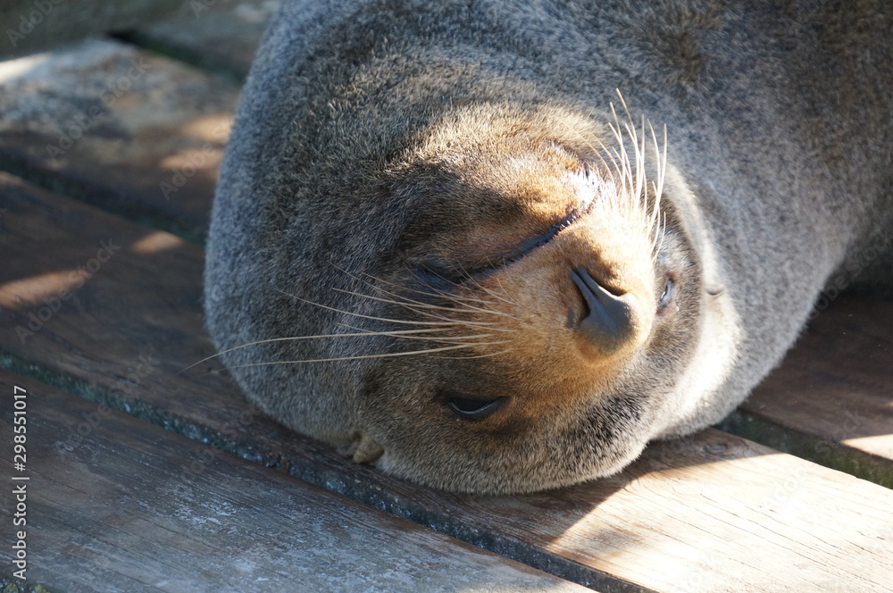 Naklejka premium sleeping seal