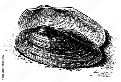 River Mussel, vintage illustration.