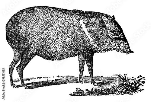 Peccary, vintage illustration.