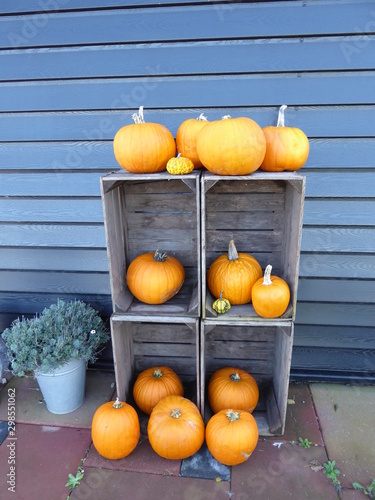 Herbstzeit ist Kürbis Zeit