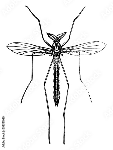 Midge, vintage illustration.