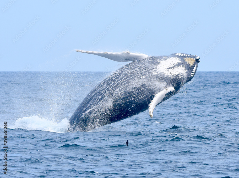Fototapeta premium Breaching humpback whale falling back toward the water. 
