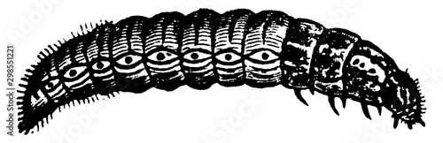 Bagworm, vintage illustration.