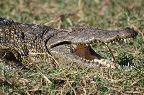 A Nile crocodile suns itself on the banks of the Chobe River in Botswana.