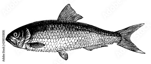 Twaite Shad, vintage illustration.