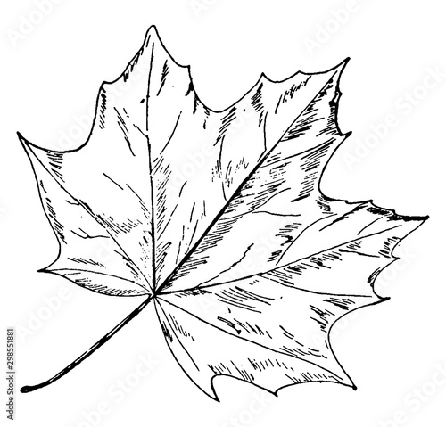 Norway Maple vintage illustration.