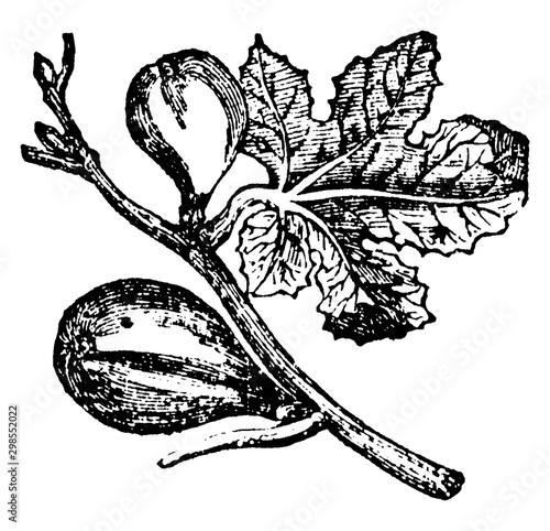 Fig vintage illustration.