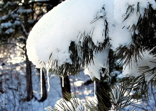 A pine bough is loaded with snow and ice on a winter's day. photo